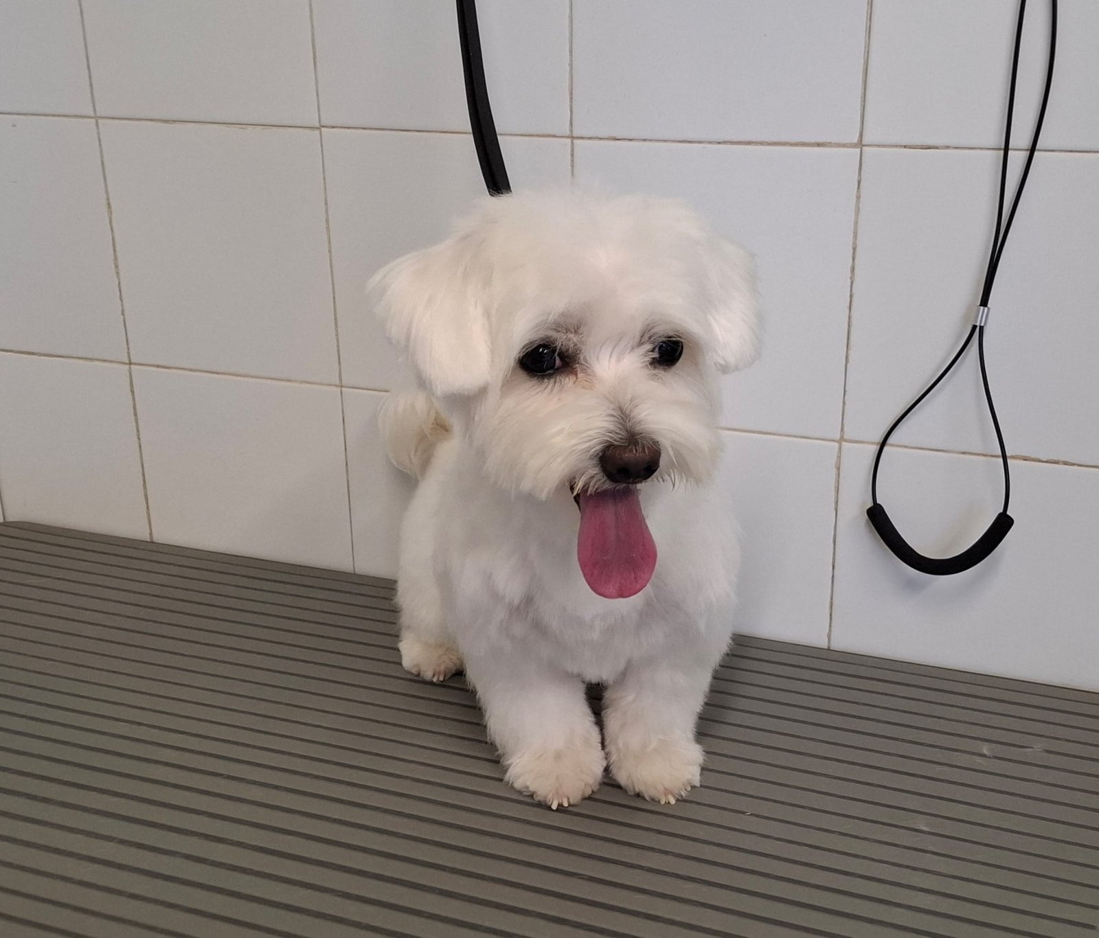 Cagnolino bianco dal pelo corto appena tosato, con la lingua fuori, su un tavolo da toelettatura grigio contro piastrelle bianche